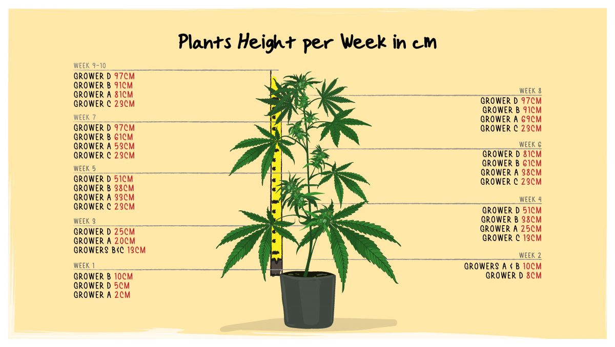 Orange Sherbet Auto Cannabis Strain Week-by-Week Guide: Plants' height throughout the life cycle Orange Sherbet Auto Cannabis Strain Week-by-Week Guide: Plants' height throughout the life cycle