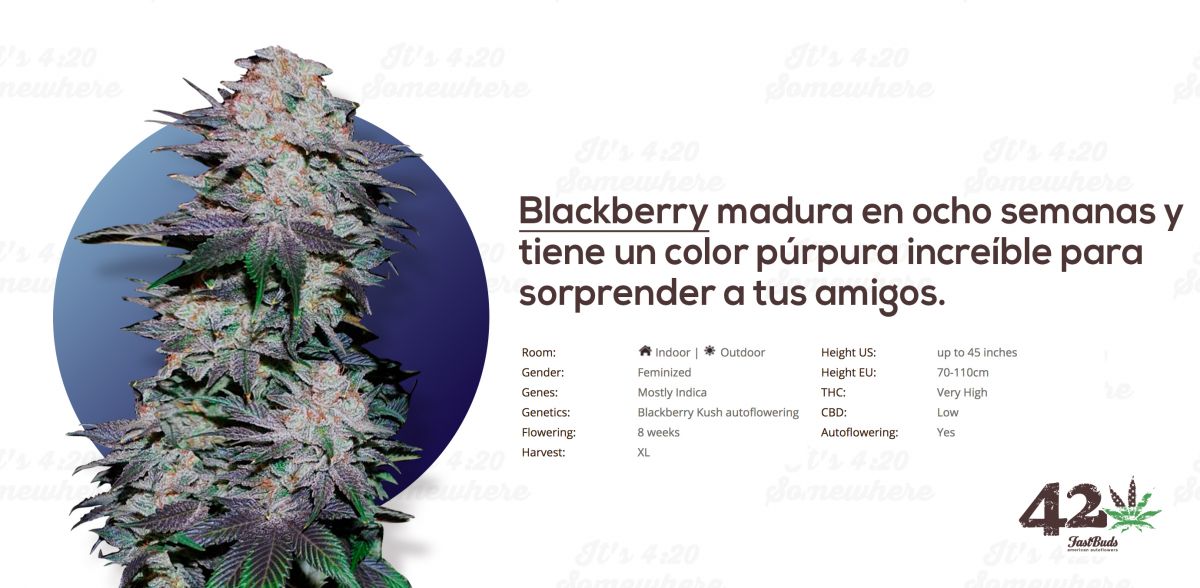 blackberry es.jpg Fast Buds Autoflower Blackberry Kush