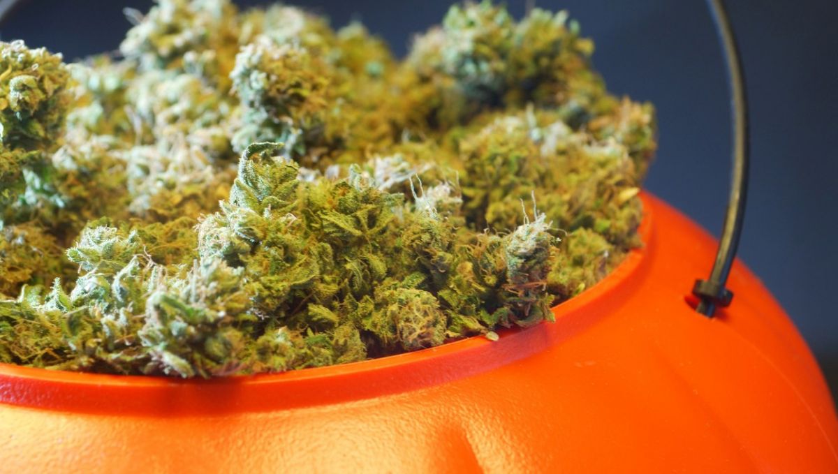 Trick or treating for stoners!