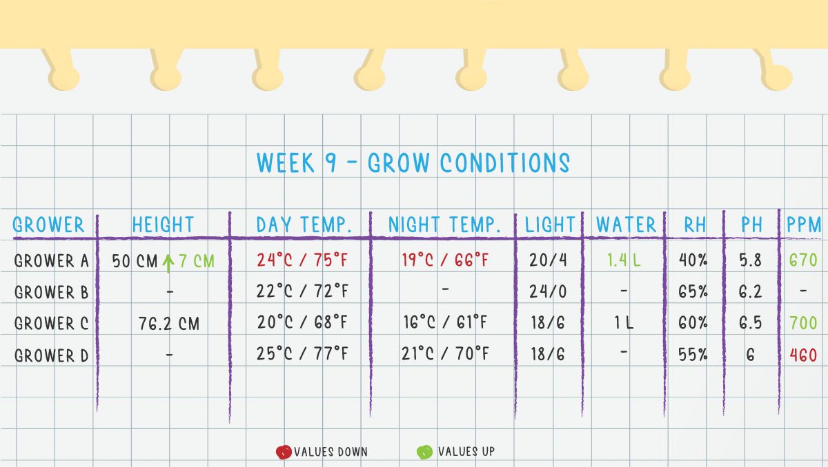 Gorilla Cookies Auto Cannabis Strain Week-by-Week Guide: Week 9 Grow Conditions