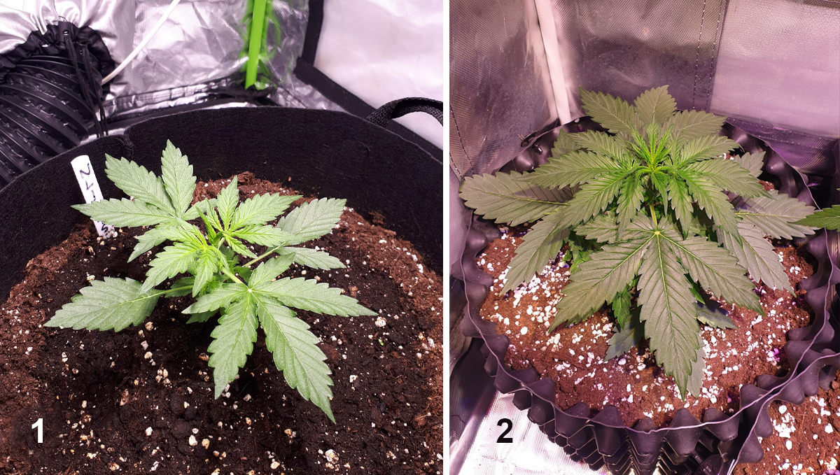 Northern Lights: week 4 Northern Lights: week 4