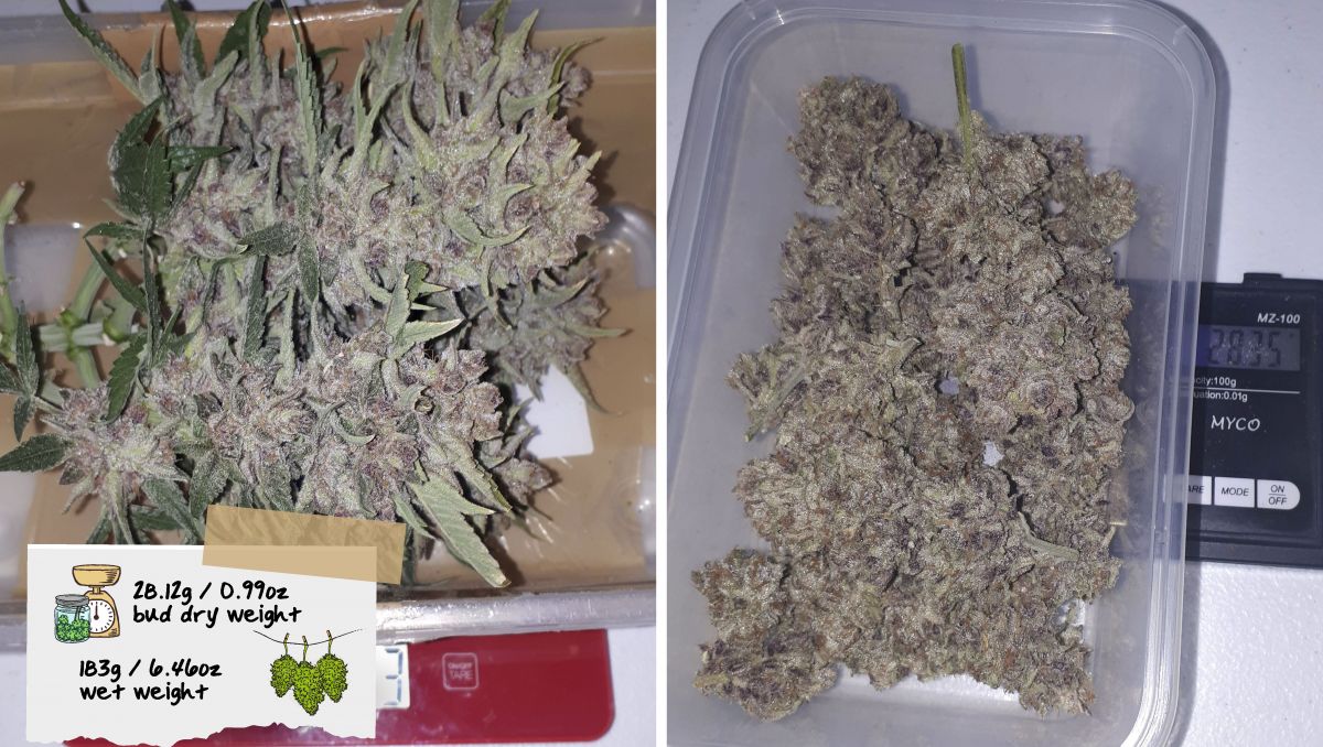 Strawberry Pie Auto Cannabis Strain Week-by-Week Guide: Freshly cut marijuana colas and the same buds dried and cured 