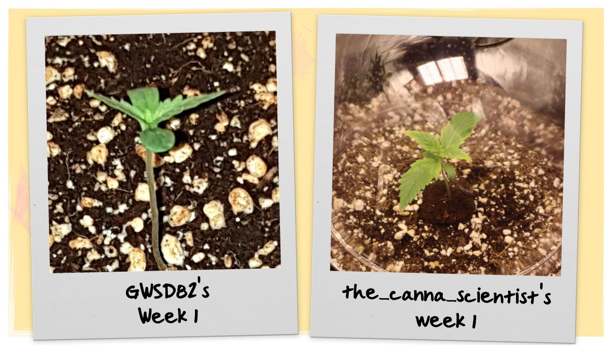 Orange Sherbet Auto Cannabis Strain Week-by-Week Guide: Ganja seedlings on week 1 Orange Sherbet Auto Cannabis Strain Week-by-Week Guide: Ganja seedlings on week 1