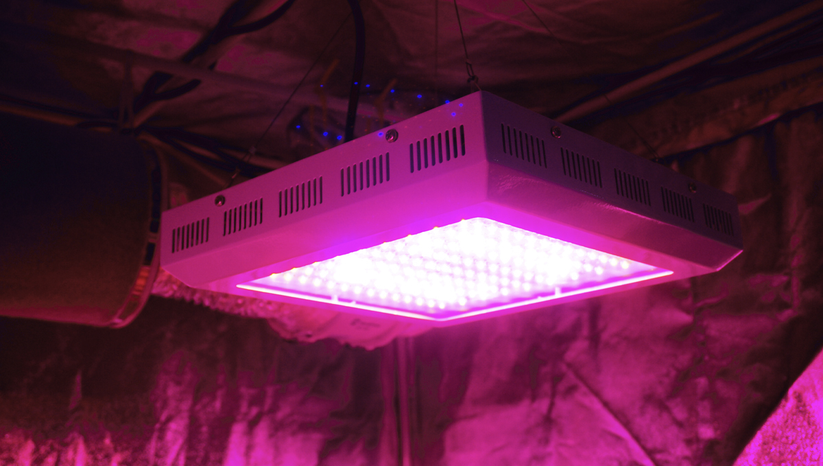 Grow Autoflowers with LEDs: how to grow autos with leds Grow Autoflowers with LEDs: how to grow autos with leds