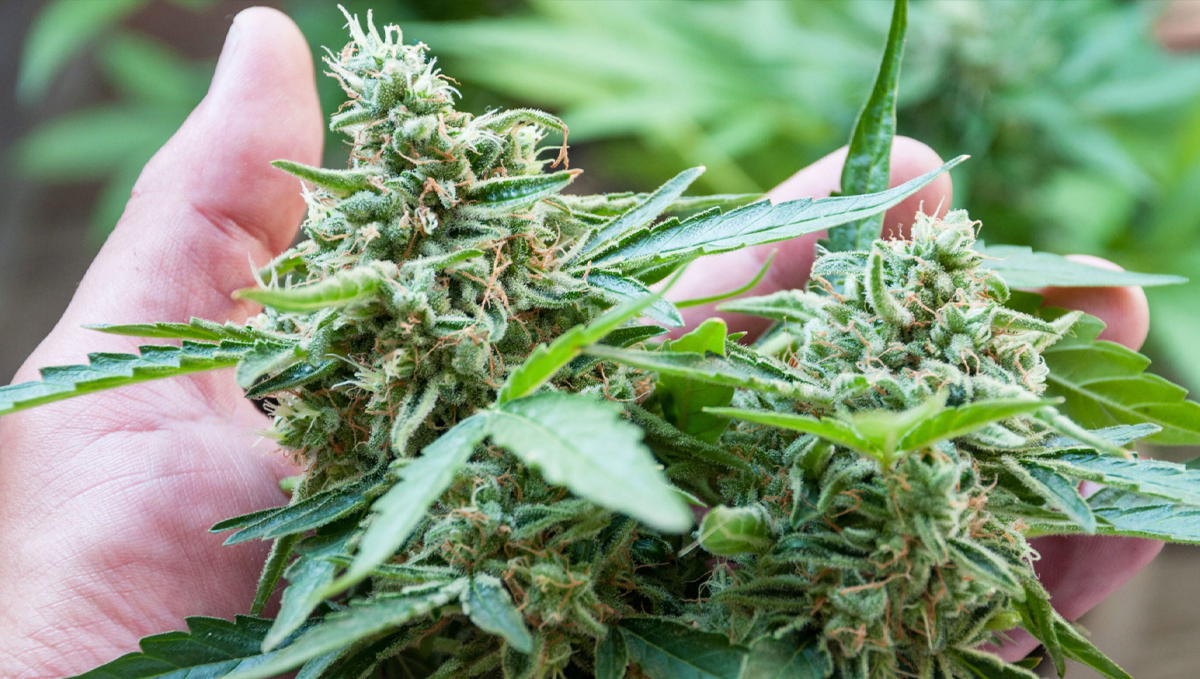 Atami feeding chart: flower-c