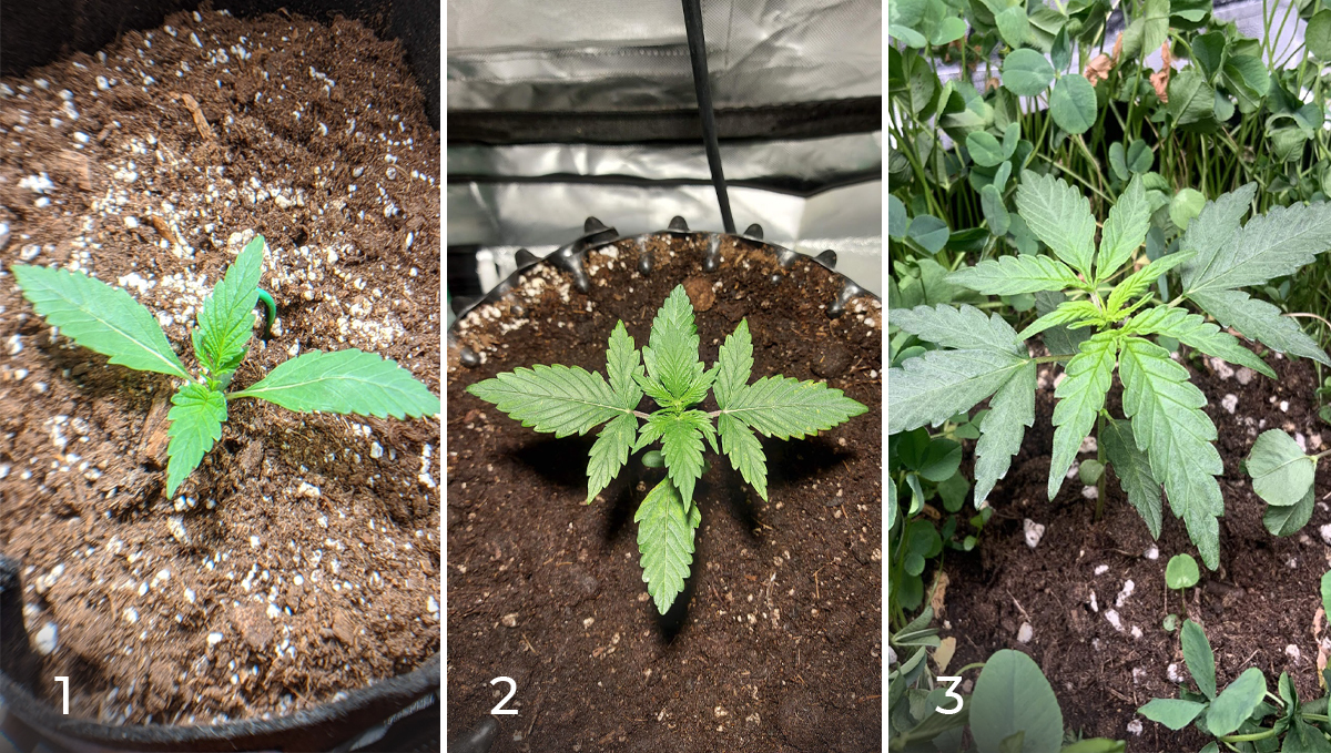 Jack Herer Auto: week 2