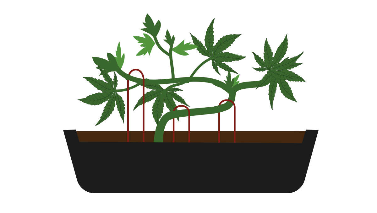 How to grow your own cannabis bonsai: providing support How to grow your own cannabis bonsai: providing support