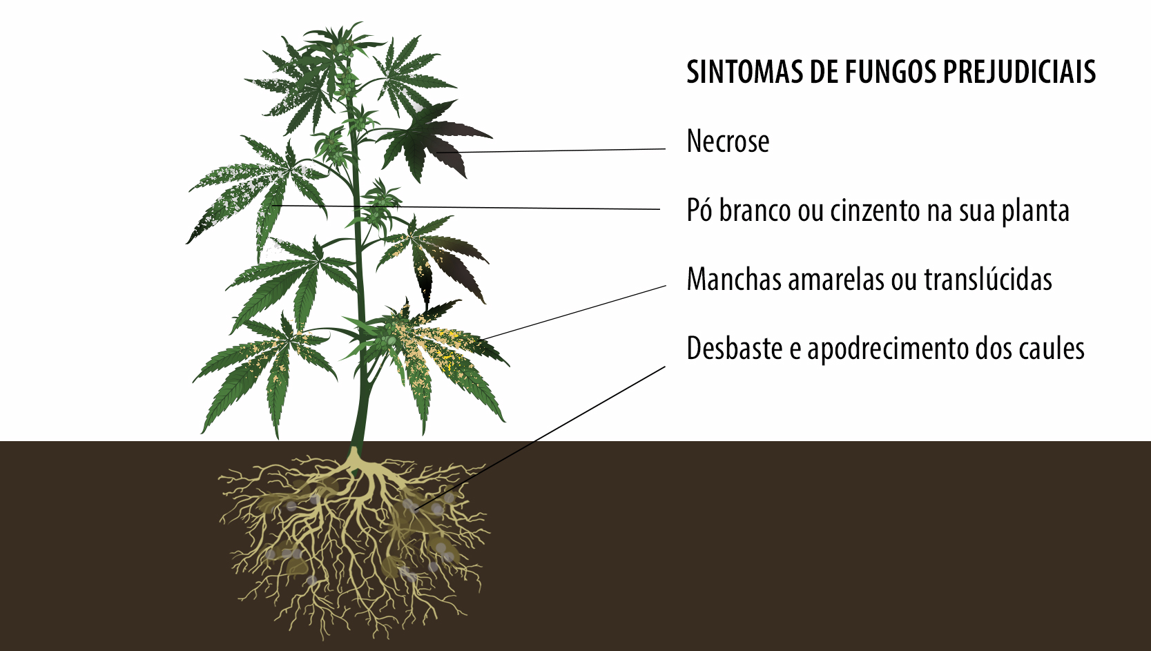 Benefícios dos microorganismos: sintomas de fungos prejudiciais Benefícios dos microorganismos: sintomas de fungos prejudiciais