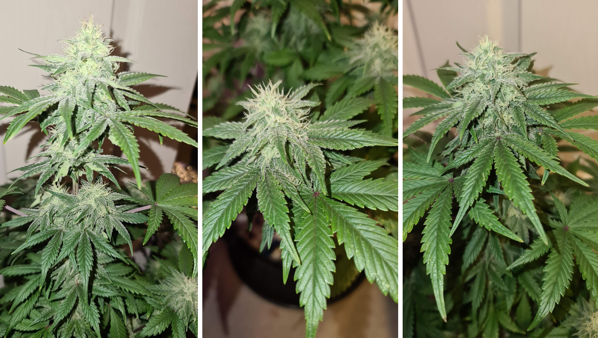 OG Kush Auto: week 8 OG Kush Auto: week 8