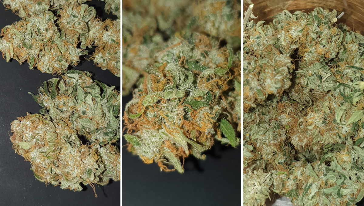 Jack Herer Auto: harvest