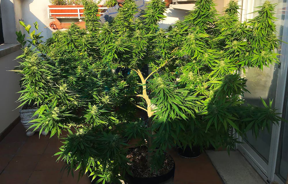 A Fast Buds' Gorilla Glue grown outdoors