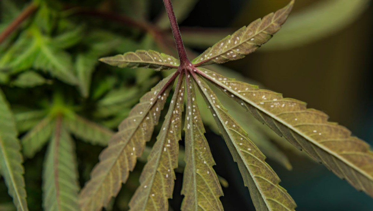 Uova di mosca bianca