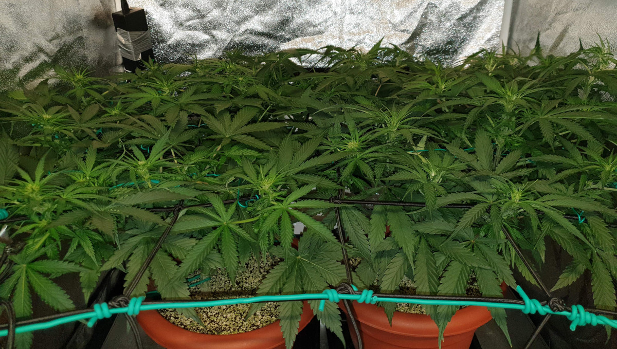 Orange Sherbet Auto Cannabis Strain Week-by-Week Guide: Weed plants directed sideways with the aid of ScrOG Orange Sherbet Auto Cannabis Strain Week-by-Week Guide: Weed plants directed sideways with the aid of ScrOG