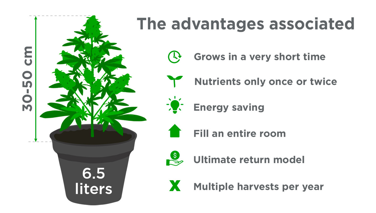 Benefits of Growing Autoflowering Cannabis In a Sea of Green: Advantages Benefits of Growing Autoflowering Cannabis In a Sea of Green: Advantages
