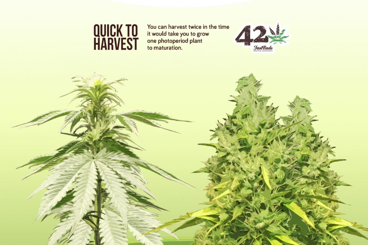 Autoflowering cannabis grows faster than photoperiod cannabis.