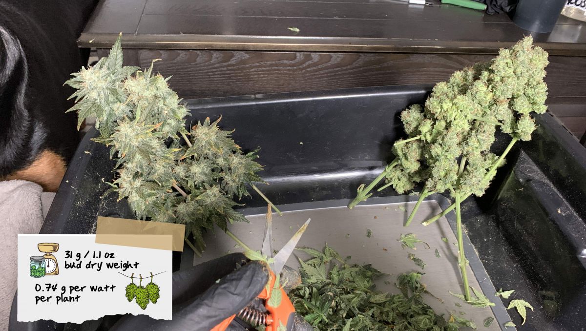 Orange Sherbet Auto Cannabis Strain Week-by-Week Guide: Branches of an autoflower in the process of trimming Orange Sherbet Auto Cannabis Strain Week-by-Week Guide: Branches of an autoflower in the process of trimming