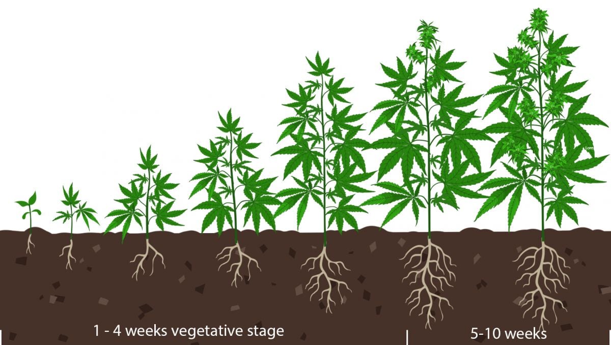How to tell when autoflower is flowering: the vegetative stage How to tell when autoflower is flowering: the vegetative stage
