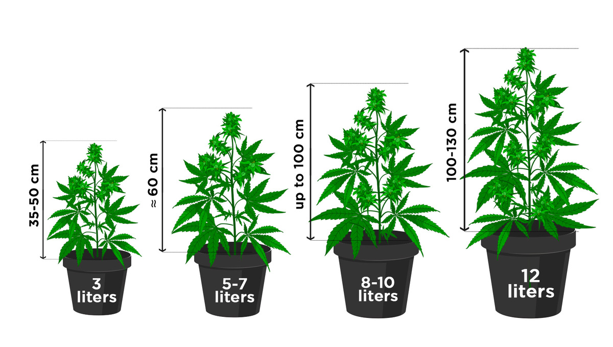 How many autoflowers in a square meter: Plant size based on pot size How many autoflowers in a square meter: Plant size based on pot size