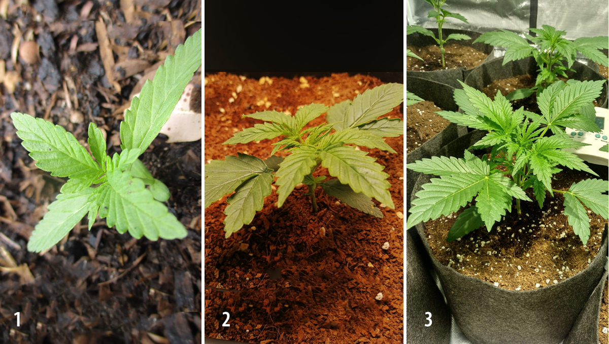 Amnesia Haze Auto: week 3 Amnesia Haze Auto: week 3