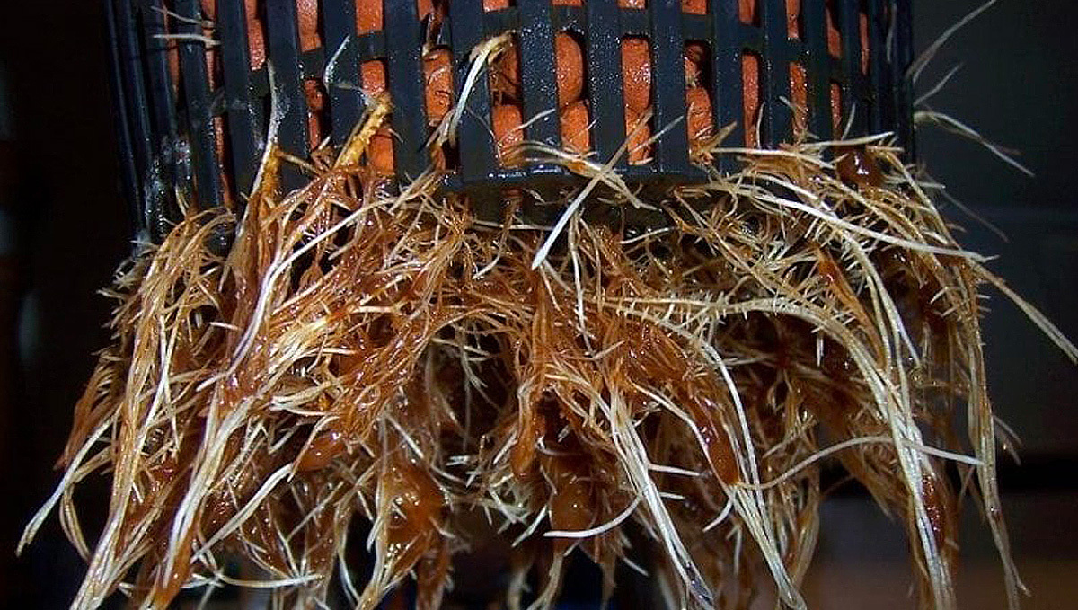 How to identify a cannabis root rot