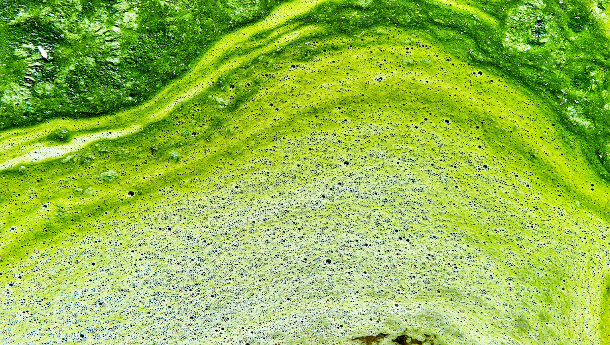 How to prevent algae in hydro: what is it?