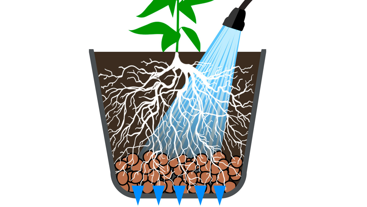 Flushing your Cannabis plants