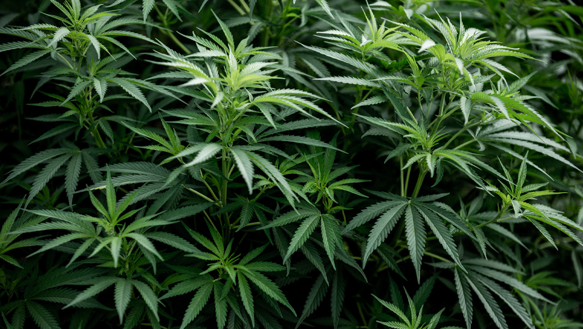 Shogun usage guide: geisha foliar Shogun usage guide: geisha foliar