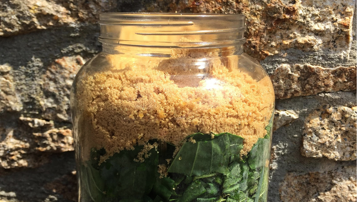 Korean natural farming: fermented plant juice