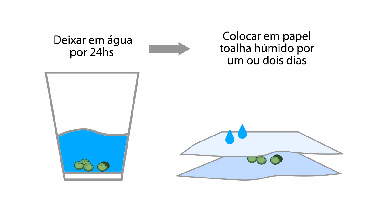9 erros a evitar: germinação