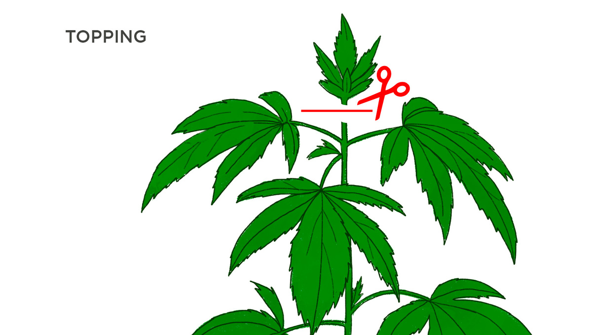 How Does Topping Work With Autos?