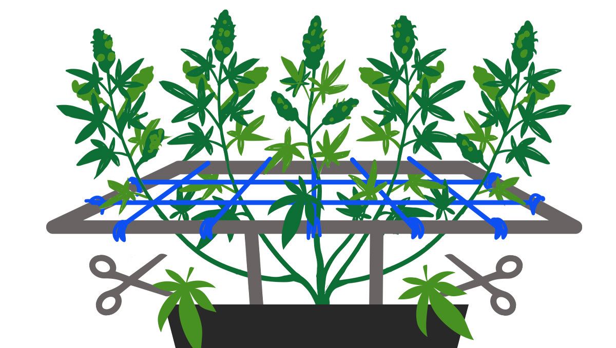 SCROG Screen of Green SCROG Screen of Green