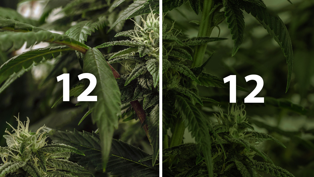 Best light schedule for flowering: what is the light cycle? Best light schedule for flowering: what is the light cycle?