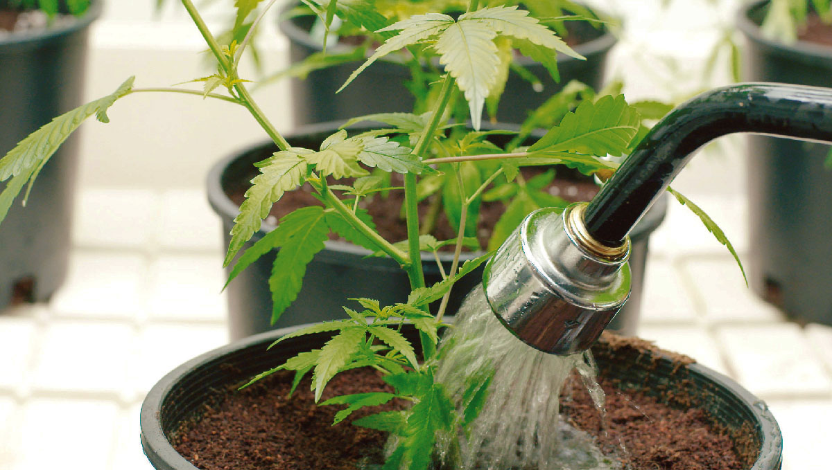 Could flushing be the reason behind white ash from weed?