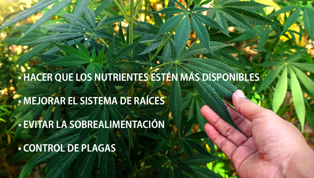 Beneficios de los microorganismos: beneficios Beneficios de los microorganismos: beneficios