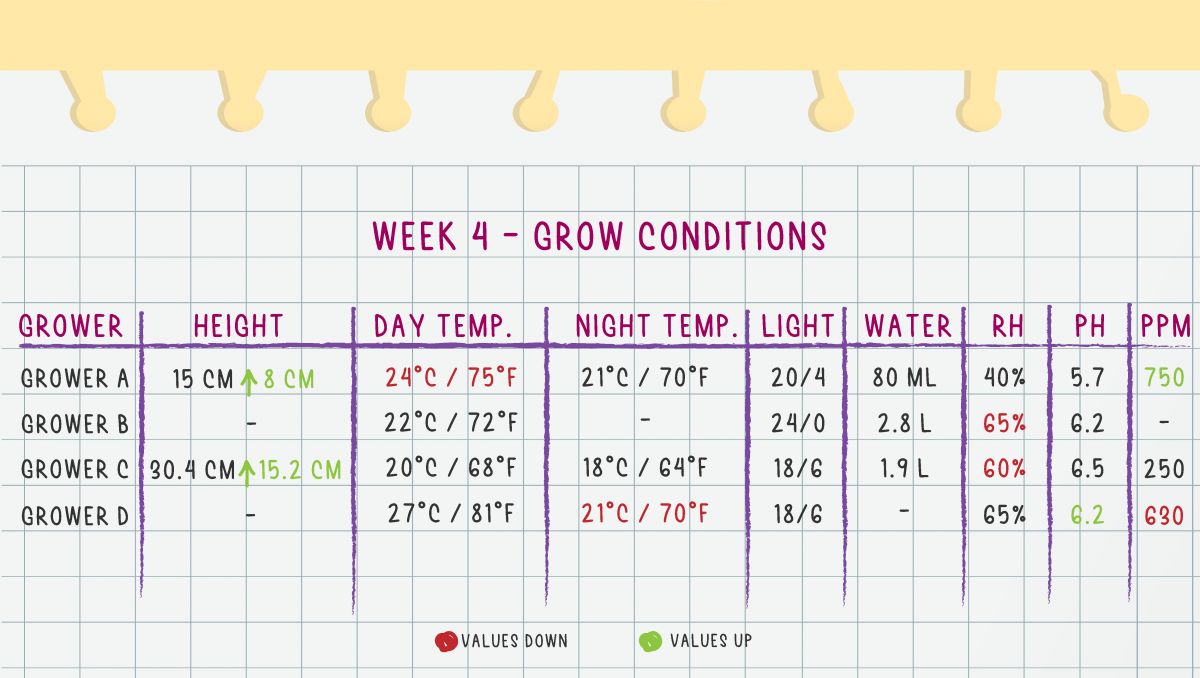 Gorilla Cookies Auto Cannabis Strain Week-by-Week Guide: Week 4 Grow Conditions