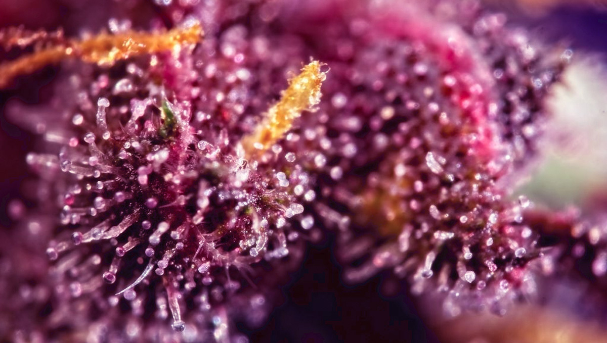 How do i turn my buds purple: which parts can turn purple? How do i turn my buds purple: which parts turn purple?