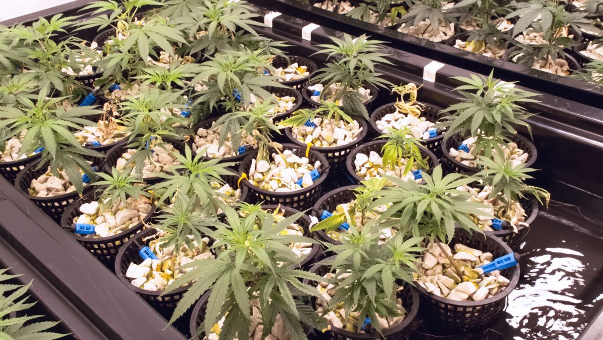 Com que frequência devo regar as minhas plantas: hidroponia