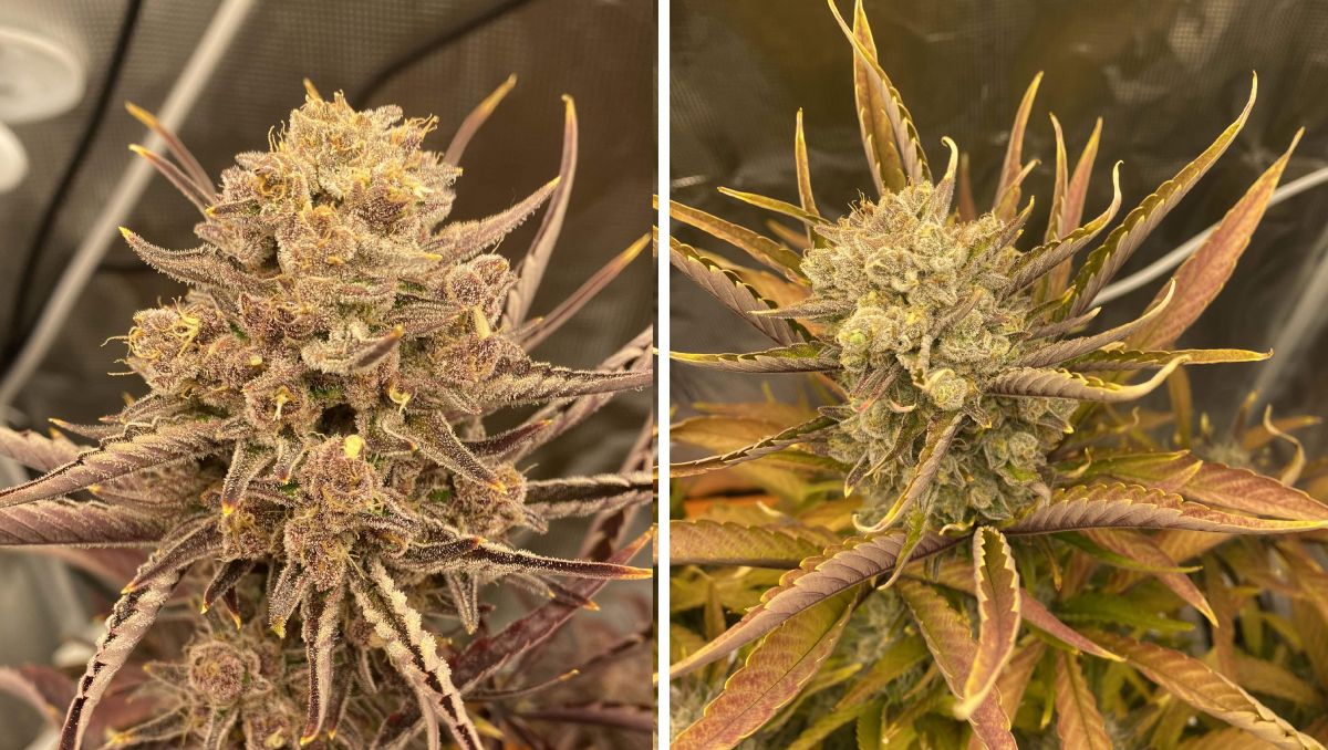 Gorilla Cookies Auto Cannabis Strain Week-by-Week Guide: Very pretty buds 