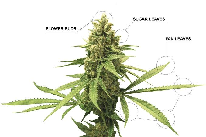 sugar leaves.jpeg sugar leaves