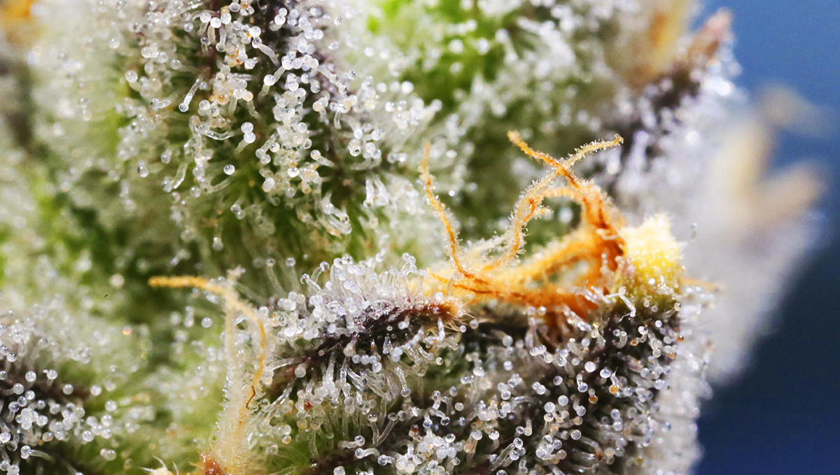 Terpenes are the cause of weed smell and flavor. Terpenes are the cause of weed smell and flavor.