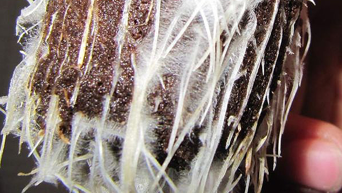 Cannabis and mycorrhizae: how they work