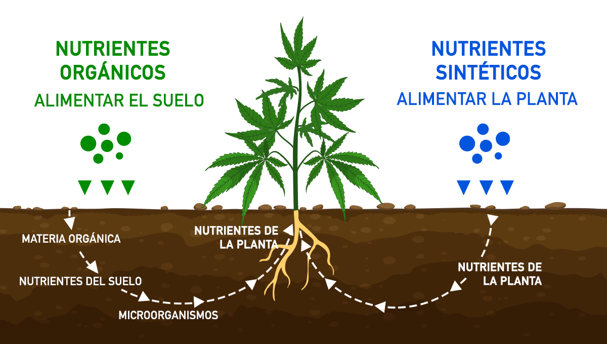 Conceptos básicos del cultivo de autos en el suelo: orgánico vs sintético