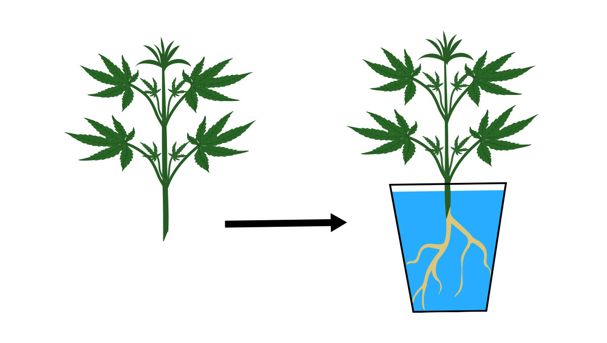 Monster cropping: how to root clones Monster cropping: how to root clones