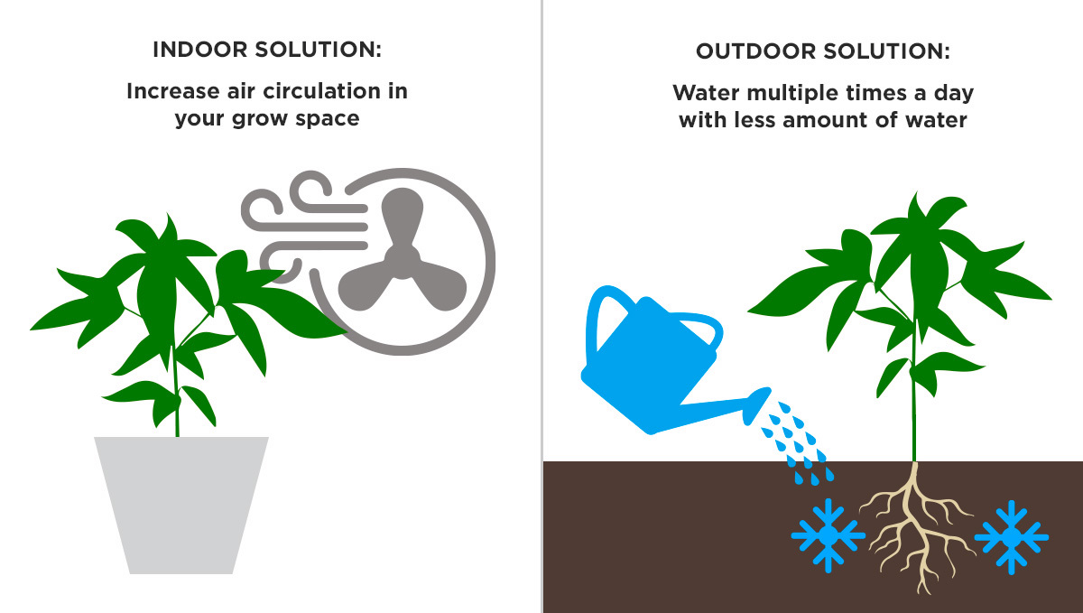Heat. Stress from High Temperatures Solution