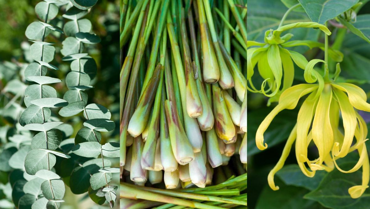 Myrcene is commonly found in lemongrass, eucalyptus and ylang-ylang. Myrcene is commonly found in lemongrass, eucalyptus and ylang-ylang.