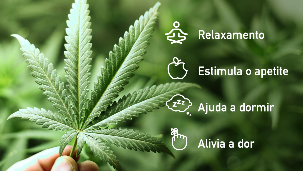 Efeitos da cannabis Indica