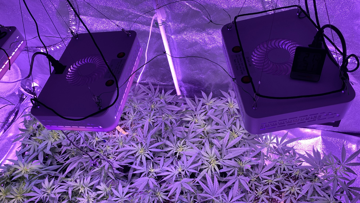 Basics of growing autos in soil: led Basics of growing autos in soil: led