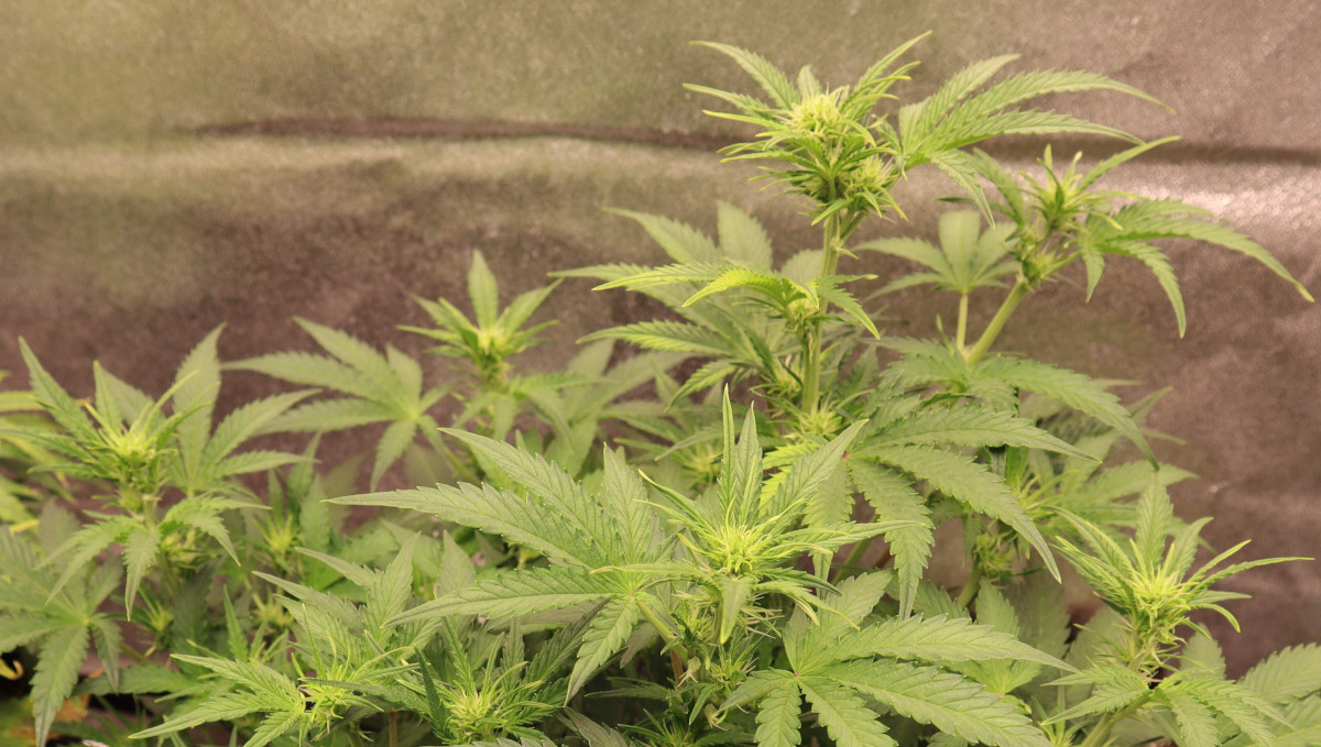 Orange Sherbet Auto Cannabis Strain Week-by-Week Guide: A weed plant at the beginning of flowering Orange Sherbet Auto Cannabis Strain Week-by-Week Guide: A weed plant at the beginning of flowering