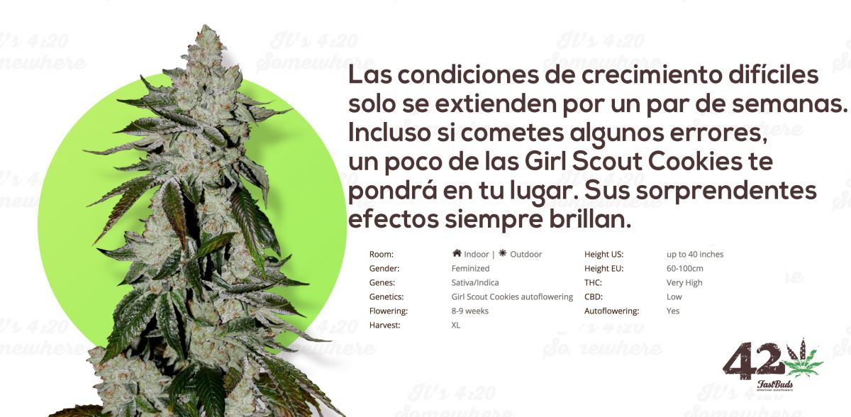 gsc es.jpg Fast Buds' Autoflower Girl Scout Cookies