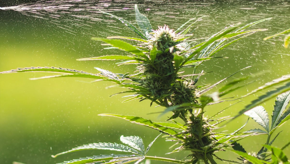 Shower your cannabis plants with water to remove a stink bug pest.